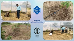 اجرای آبیاری قطره ای گلخانه نهالستان شلیل آموزشکده کشاورزی ساری