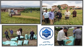 آغاز برداشت محصول برنج در آموزشکده کشاورزی ساری