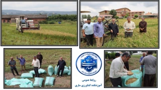 آغاز برداشت محصول برنج در آموزشکده کشاورزی ساری